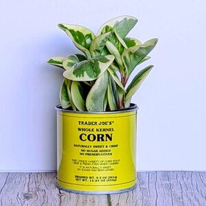 🌿 Trader Joe's 3" Mini Can Food Planter w/ Foliage -NWT